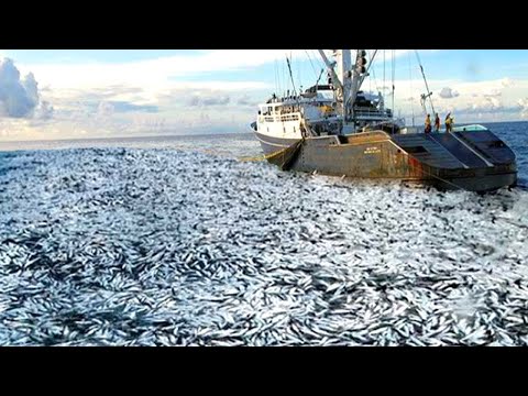 видео: Life On Largest Midwater Trawl Vessel - Fishing trip on trawler the High Sea #04