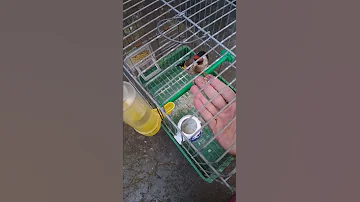 خلوي عين الدفلى عامين قفص الله يبارك 