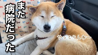 また病院だった柴犬のやってらんねぇ顔が可愛いw