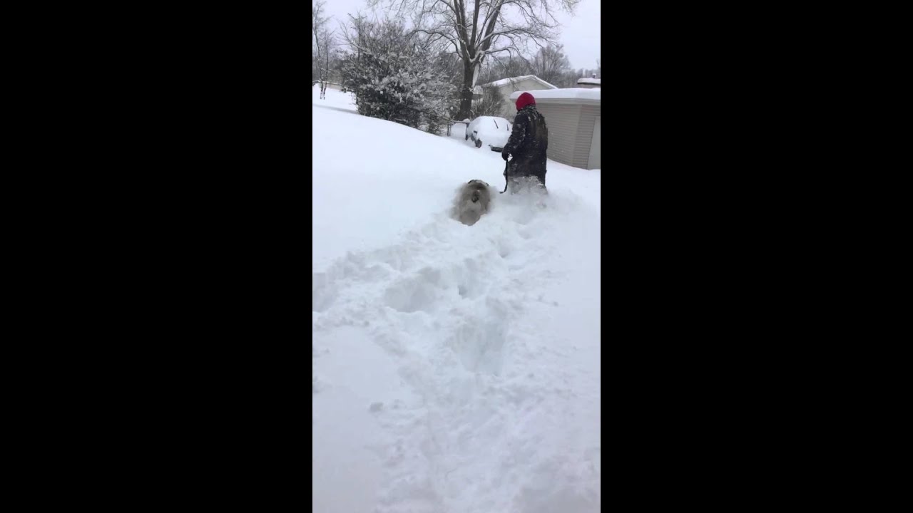 Maverick our English Bulldog playing in the snow - chubby short fat bull dog