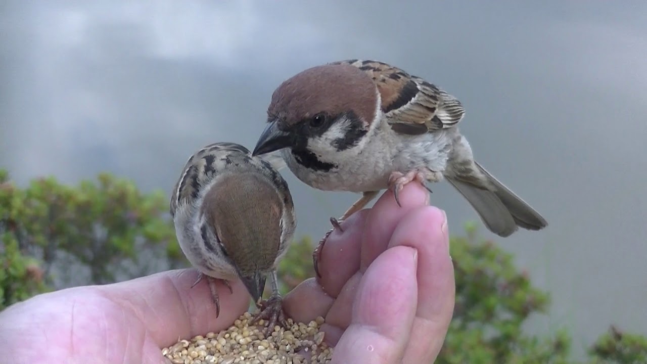 かわいい スズメ Jeane のブログ