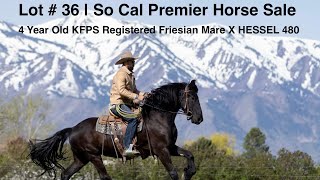 Lot # 36 “Valories Venus” | 4 Year Old KFPS Friesian Mare | 2026 Premier Horse Sale So Cal