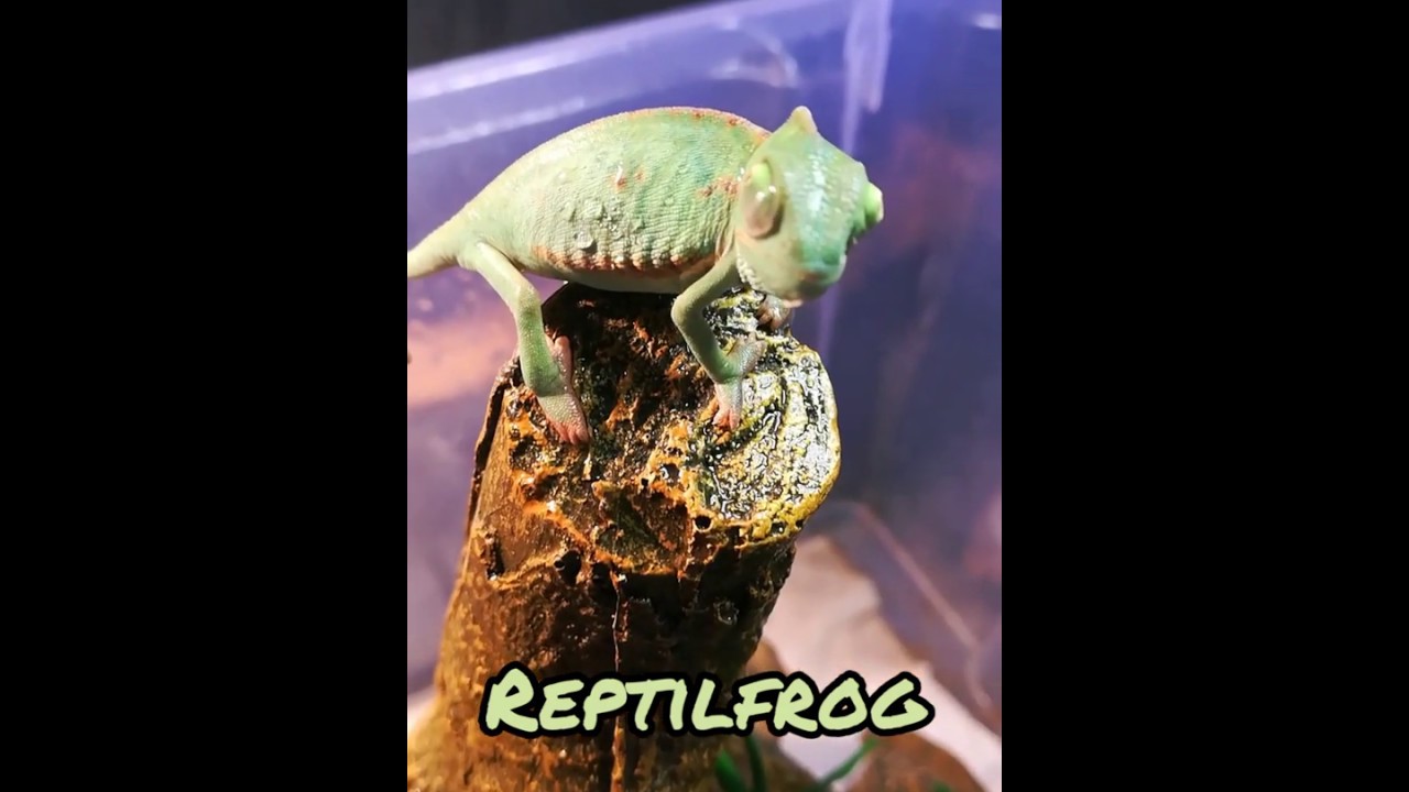 Nuevo Canal De EXOTICOS.SERGIO EXOTICS.