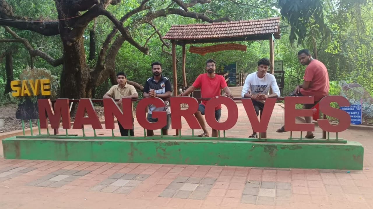 Mangrove path in honnavara