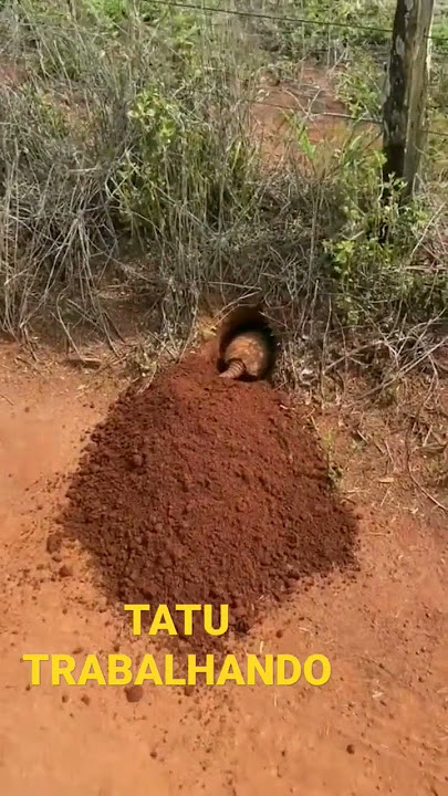 TATU TRABALHANDO #shorts