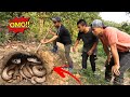 Brave Expert Confront 100 Golden Cobras By Hands