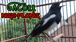 Kicau suara kacer ngeplong gacor 99% ampuh menaikan emosi lawan agar lekas nyaut gacor