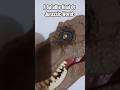 Foi exatamente assim😅#memes#jw#jurassicworld