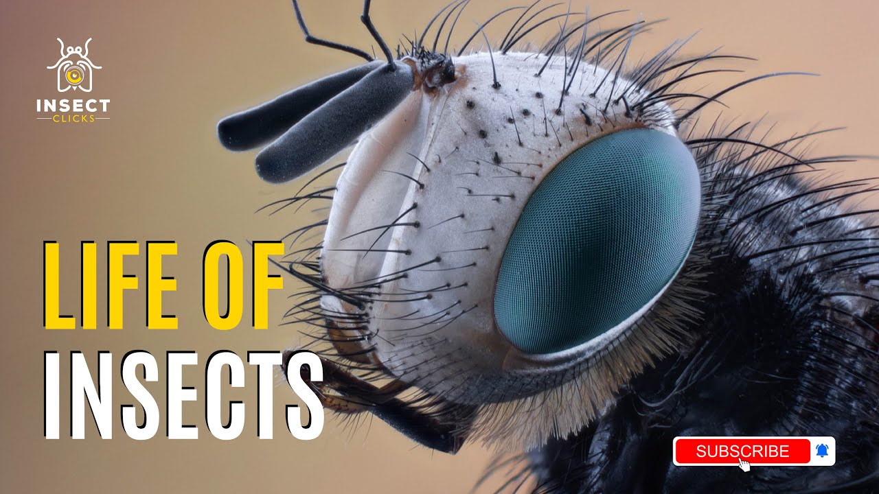 A Day in the Life of Insect - YouTube