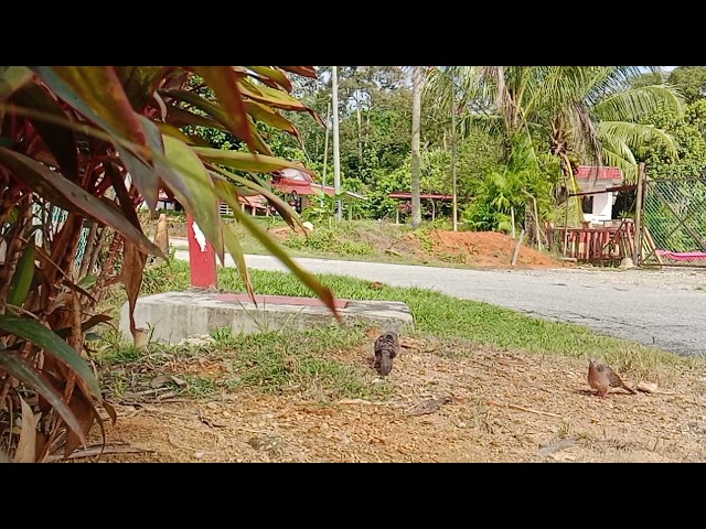 Amat Terkukur - Malan tadi hujan,pg ni bh semua garang2, Rezeki pikat baru baka dari reban Acik mat class=