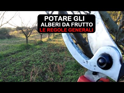 Video: Capire le forme degli alberi da frutto: scopri le forme comuni degli alberi da frutto