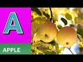 ABC Phonics Song | Alphabet letter sounds | ABC learning for toddlers | Education ABC Nursery Rhymes