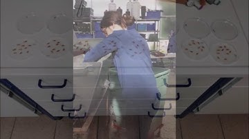 EPPN2020_HYPEROOTS_GrowscreenRhizo_RaffaellaBalzano