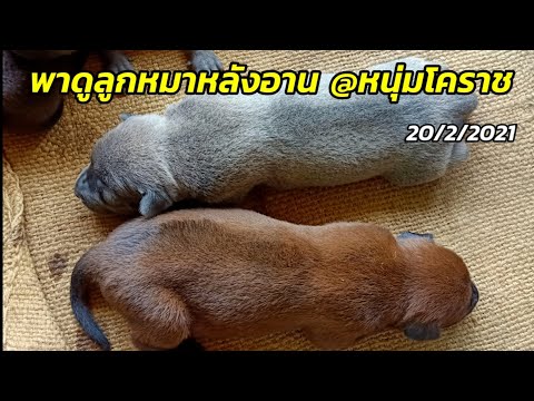 พาดูลูกหมาหลังอาน ชุดคลอดใหม่