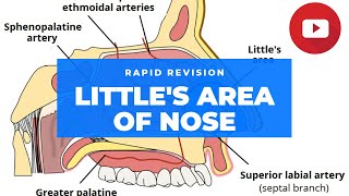 LITTLE'S AREA OF NOSE | EPISTAXIS | NASAL SEPTUM | ANATOMY | MUHS | 1ST YR MBBS