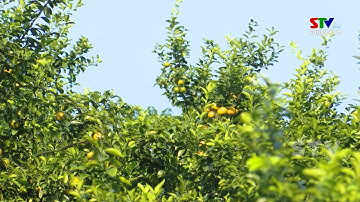 Phù Yên phát triển cây ăn quả có múi