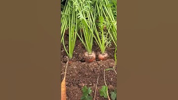 The process of pulling carrots