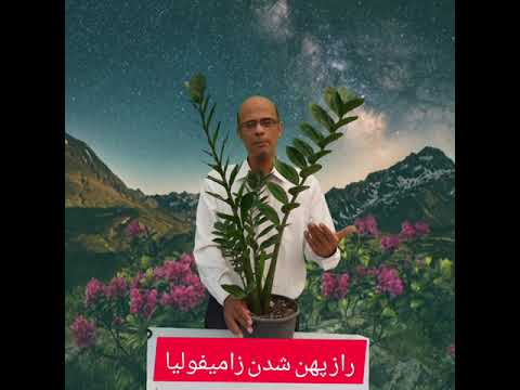 راز پهن شدن برگ زامیفولیا