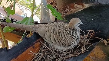 Dove birds Protect the first baby in the nest - EP5 - Baby Birds Dove 🕊