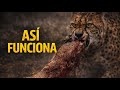 IMARA | La chita no se rinde…