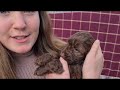 Cutest 9 week old COCKAPOO's First Week at Home! First Bath eek