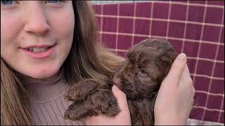 Cutest 9 week old COCKAPOO&#39;s First Week at Home! First Bath eek