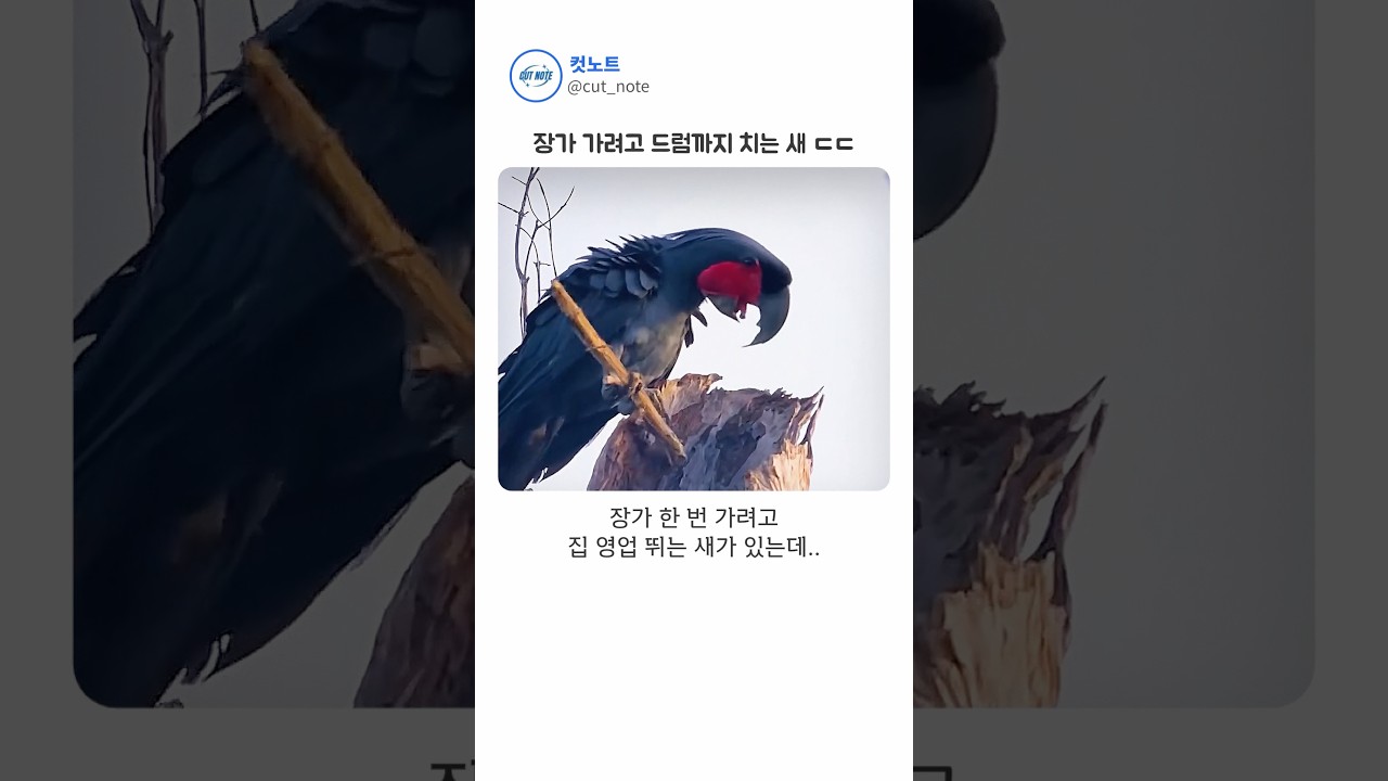 집 없으면 장가도 못 가는 조류 세계 근황;;