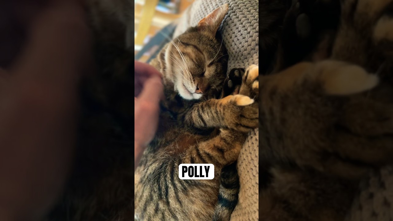 Petting LOVELY Cat POLLY 😻 Cat Therapy 🥰 Pet The Cat 66 🐾 