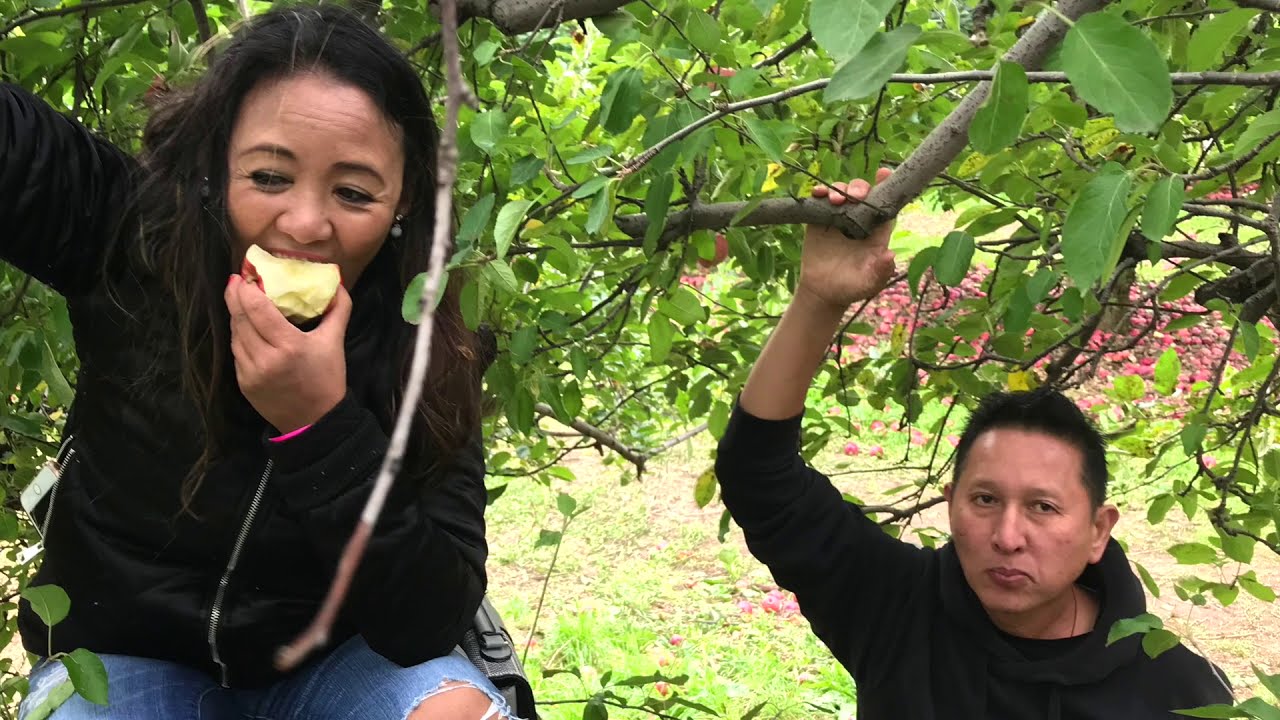 Apple Picking in Barton Orchard, NY