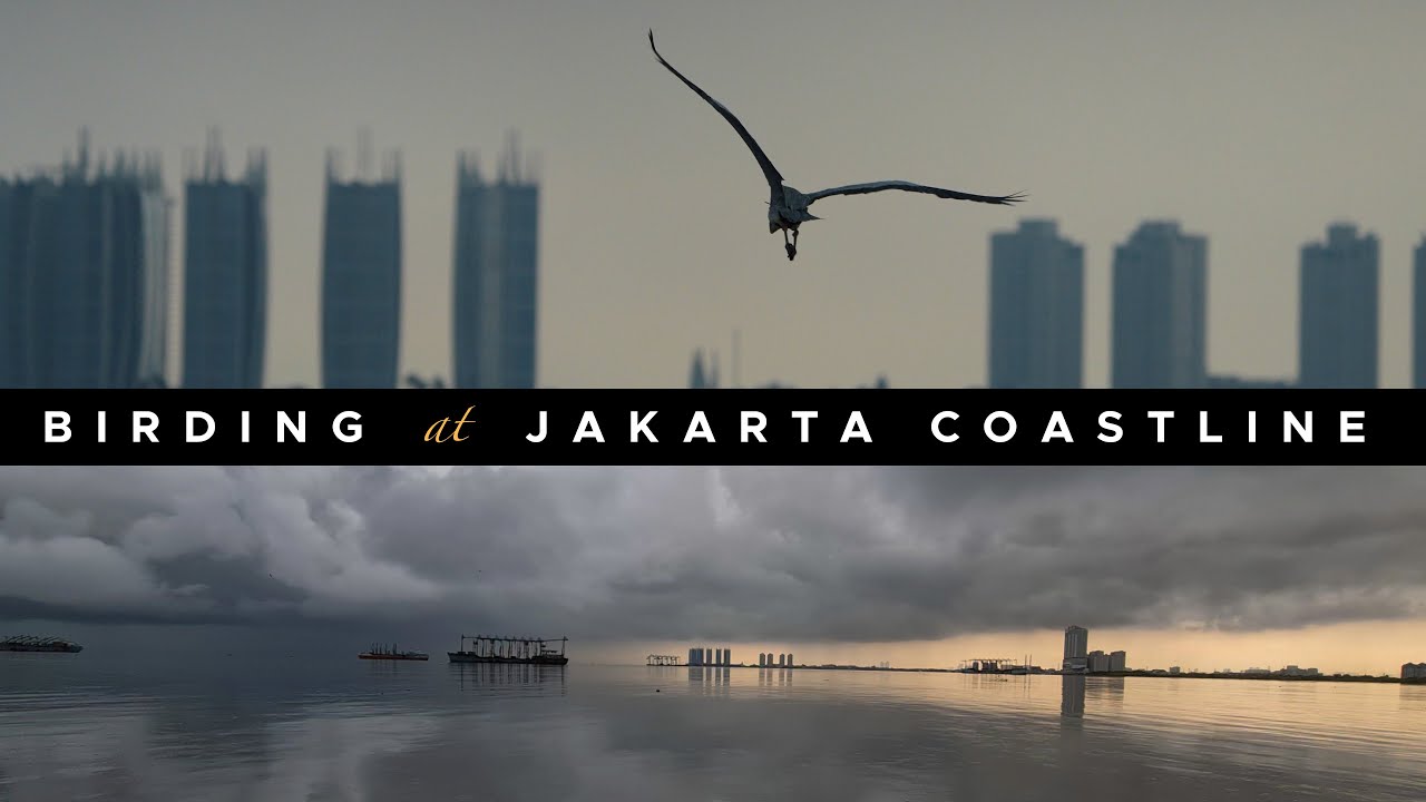 Birding at Jakarta Coastline - Short Film - Sony a1 + 200-600mm