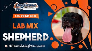 Shepherd | 3yo Lab mix | Best Dog Trainers in Virginia