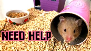 Need Help Hamster Light Or Hamster No Light?