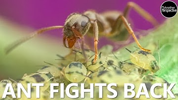 ANT vs LADYBUG vs APHID