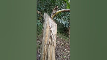 Độc lạ chuối rừng #shortvideo #short