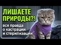 Всё о кастрации и стерилизации и уход за котами после. Финальная часть: Чем отличается Кот от Кошки?