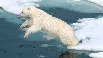 Mondiavisueel: "Waarom IJsberen geen Pinguïns eten" door Jan Vermeer