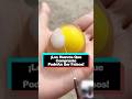 Los Huevos Que Compraste PodríAn Ser Falsos! #youtube #funny #delicious