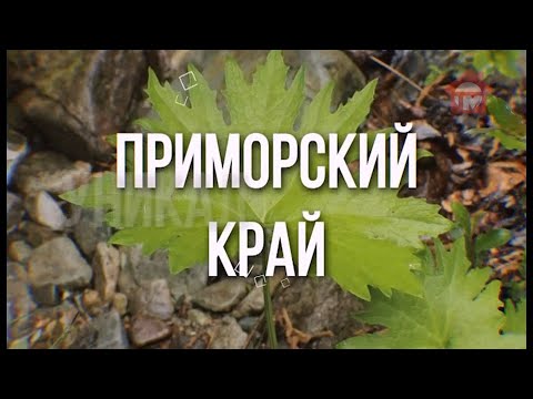 Видео: Какви плодове растат в тайгата?