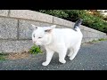 よく喋る野良猫の散歩に付いて行ってみた
