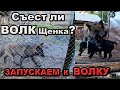 СЪЕСТ ЛИ ВОЛК ЩЕНКА ? ЗАПУСКАЕМ ЩЕНКА К ВОЛЧИЦЕ