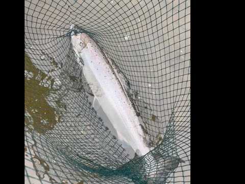 Salmon fishing at Middle Pavilion