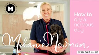 💖How to dry a nervous dog💖 by Melanie Newman Salon Essentials 560 views 5 months ago 11 minutes, 59 seconds
