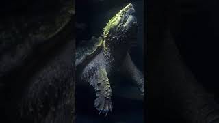 The Alligator Snapping Turtle  shorts