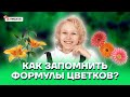 Как запомнить формулы цветков? | Биология ОГЭ 2022 | Умскул