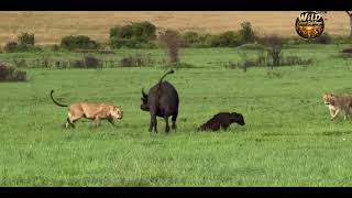 Brave Mother & Herd Unite to Protect Baby Buffalo from Hungry Lions 