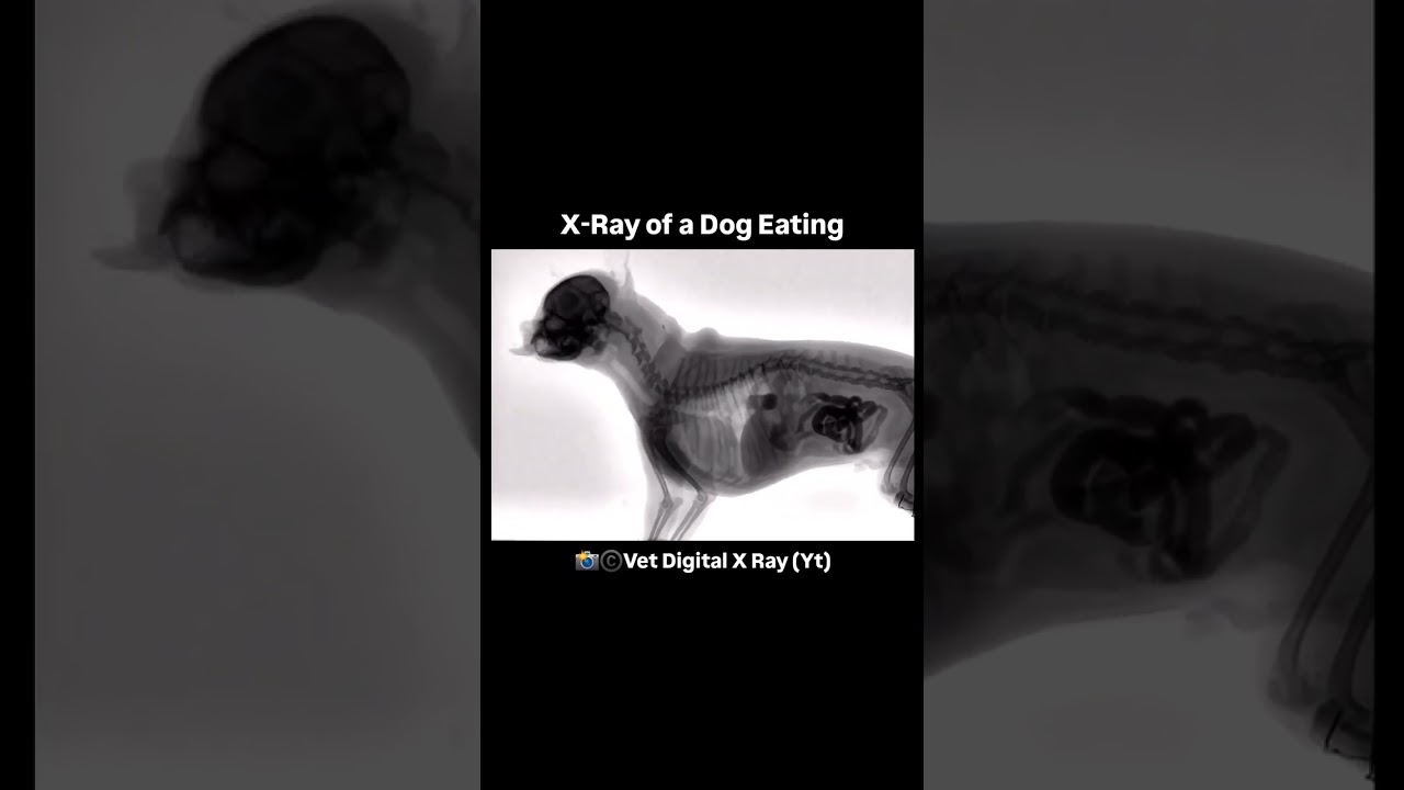 xray dog eating