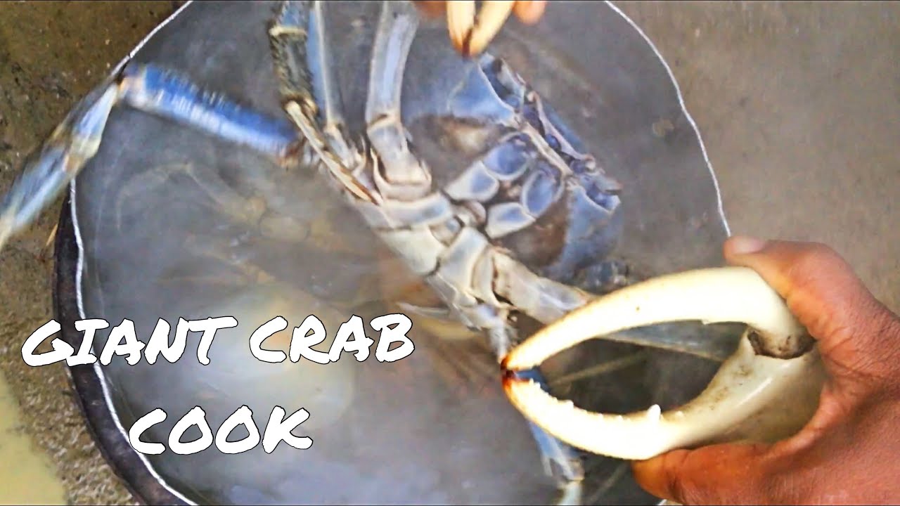 CATCH AND COOK GIANT LAND CRAB JAMAICA PART 1 EAT OR PASS? YouTube
