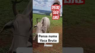 Perigo a vaca é brava🆘 #viral #pecuarista #gado #vidanaroça