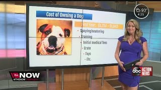 The Now Tampa Bay dog adoption costs