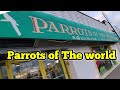 The Parrot world /Bird Store /Pet Smart/Pet store/Pet Shop/Bird Store Tour Brooklyn /Petco / Aquriam